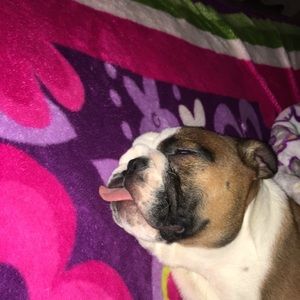 Meet your Posher, Perla